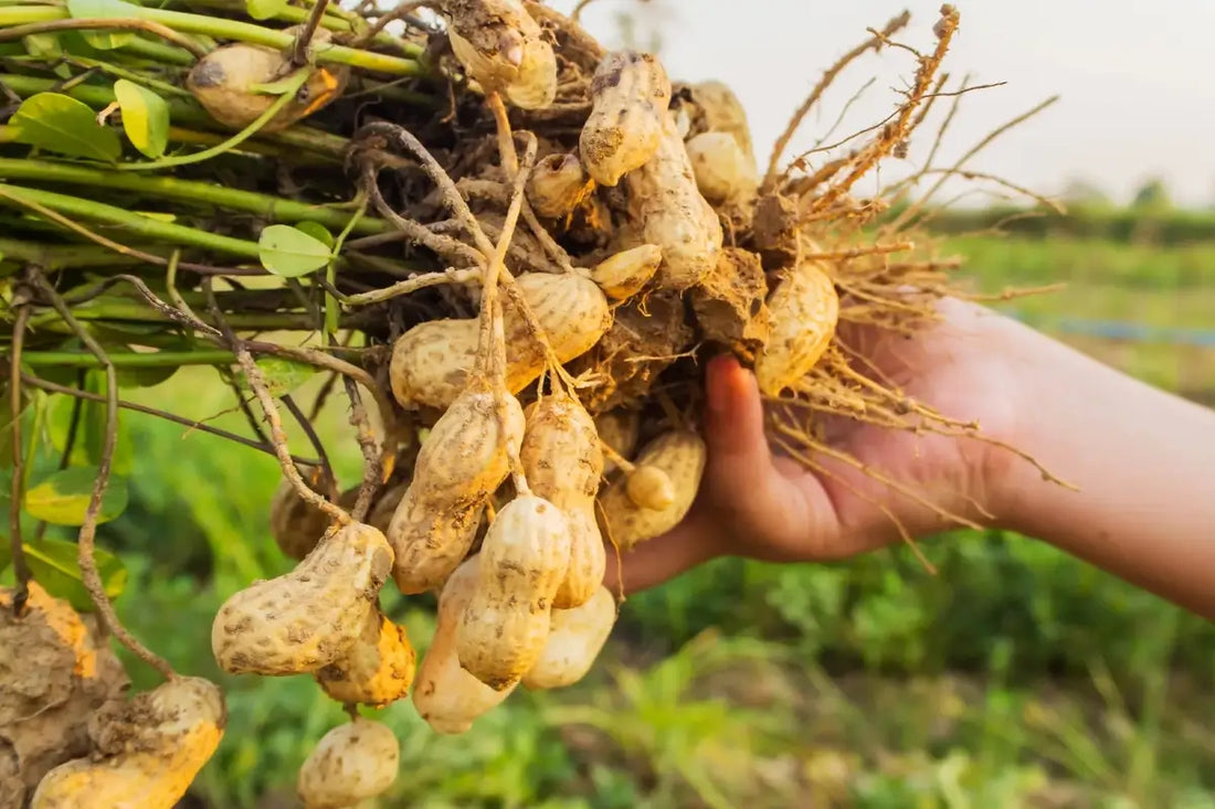 What makes Groundnut Oil so unique?