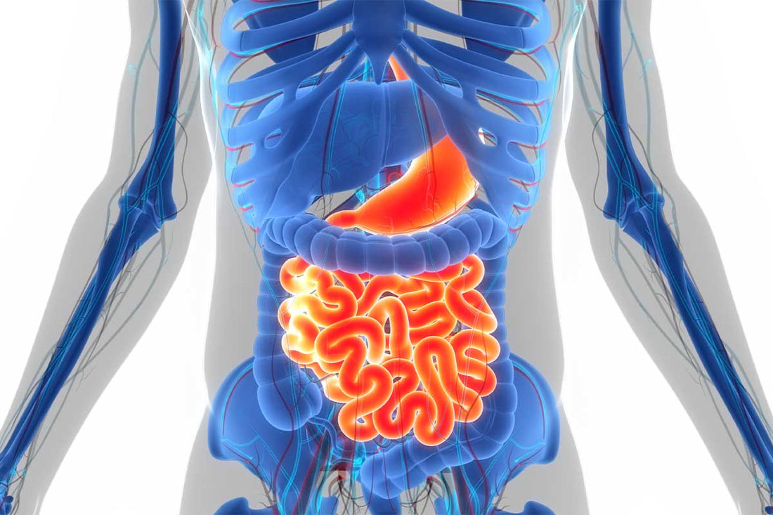 Millet and Irritable Bowel Syndrome: The Connection