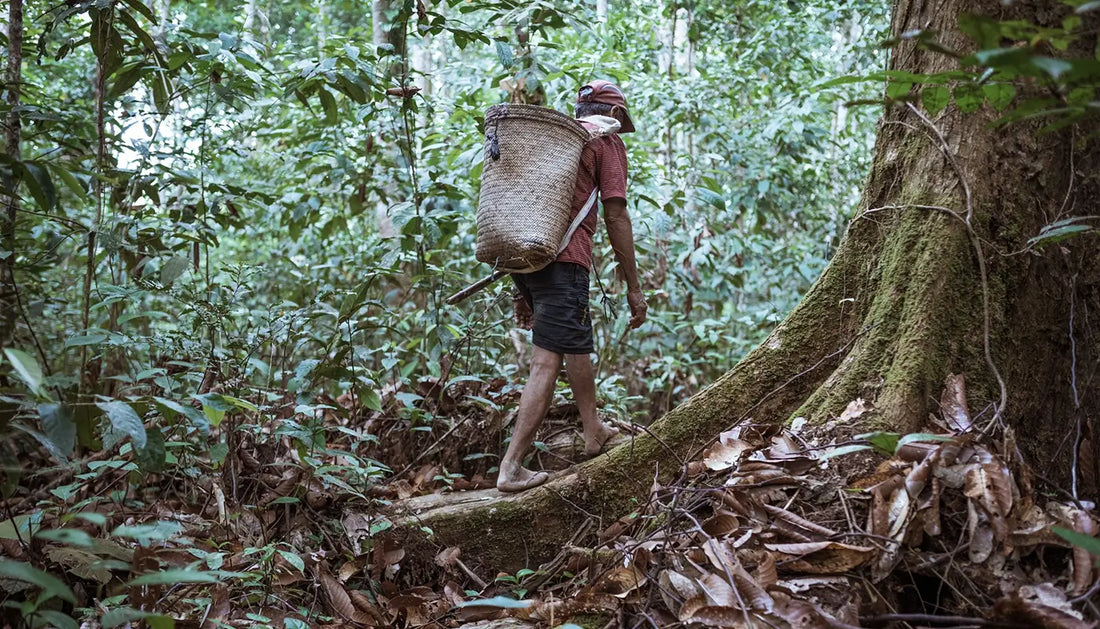 The impact of palm oil on indigenous communities: Uncovering the hidden effects