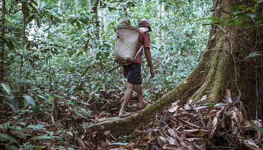 The impact of palm oil on indigenous communities: Uncovering the hidden effects