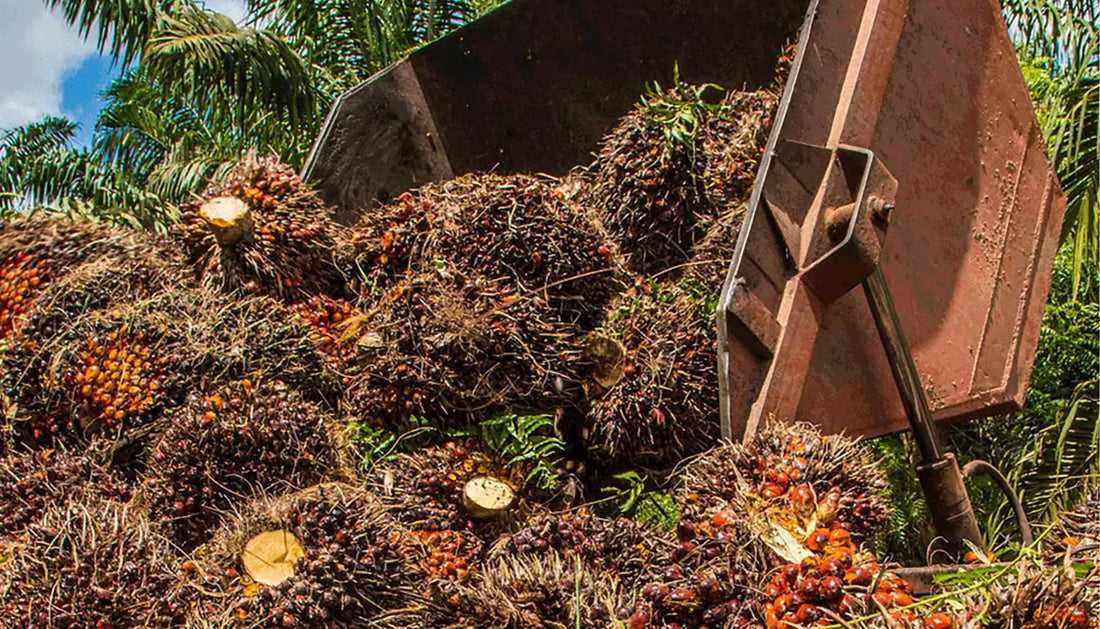 How palm oil is used in cooking, cosmetics, soaps, ice cream, and other products