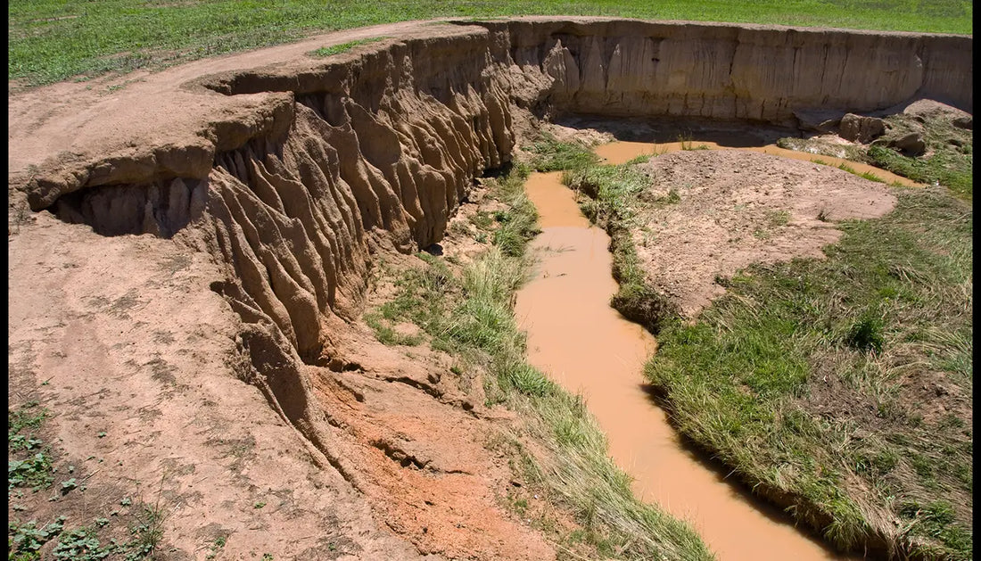 How growing millets can help prevent soil erosion naturally