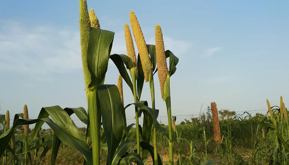 Why millets are the ultimate climate-resilient crop for a sustainable future