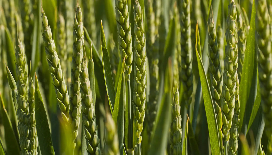 Are wheat flakes really healthy? The truth revealed